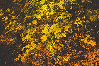 Golden autumn maple leaves illuminated by warm sunlight