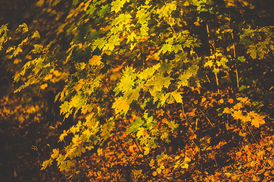 Golden autumn maple leaves illuminated by warm sunlight