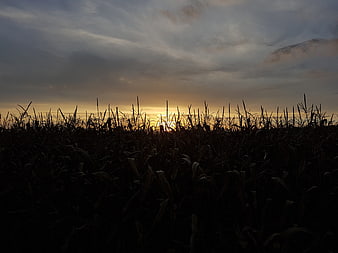 Silhouette of cornfield at sunset with dramatic sky