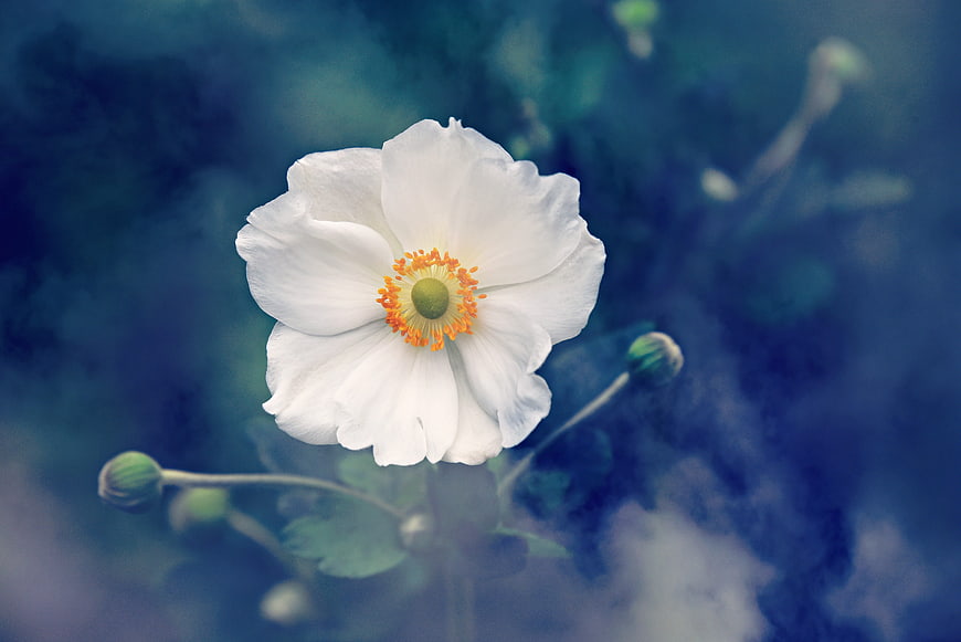 White Anemone Flower Close-Up with Blue Bokeh Background