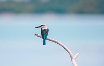 White-breasted Kingfisher Perched on Branch