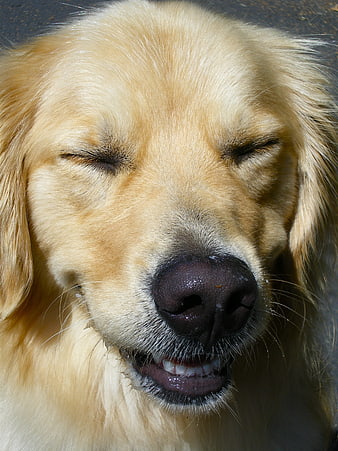 Close-up of a happy golden retriever with eyes closed