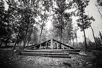 Black and white photo of wooden roof truss in forest
