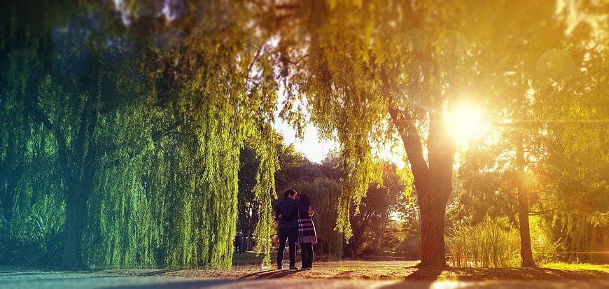 Couple embracing under weeping willow trees in golden sunlight