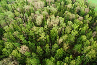 Aerial View of Dense Green Forest Canopy