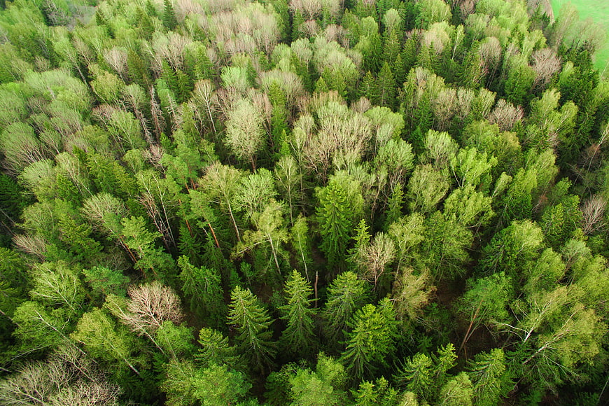 Aerial View of Dense Green Forest Canopy