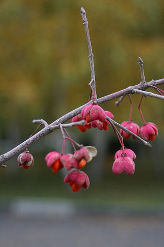 Close-up of Pink Spindle Tree Berries on Branch