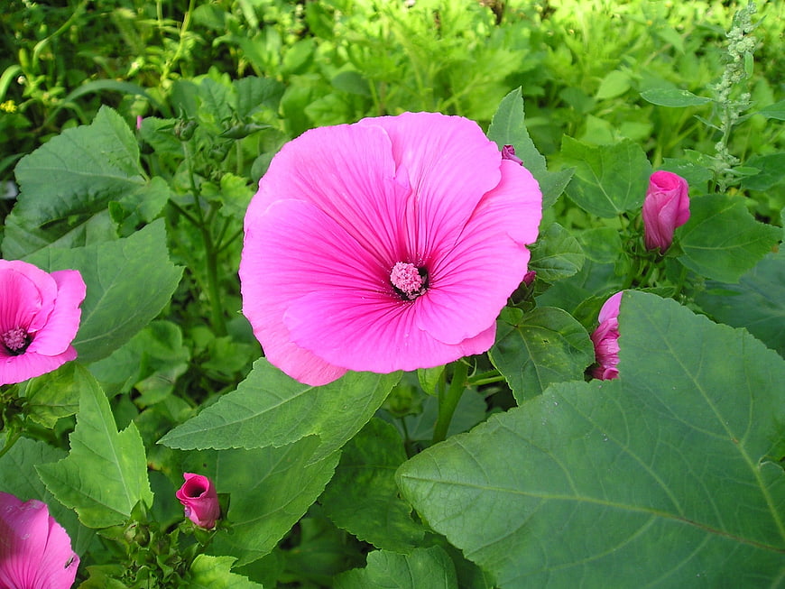 Vibrant Pink Hollyhock Flower in Green Garden