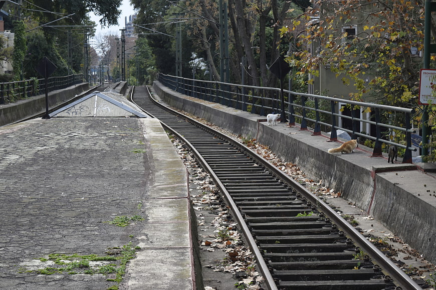 Cats on abandoned railway tracks with autumn leaves
