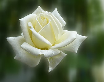 Close-up of a white rose with water droplets on petals
