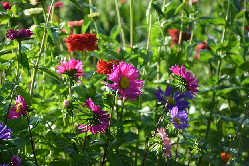 Vibrant Pink and Purple Asters in a Sunny Garden