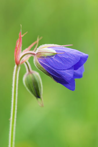 Close-up of purple wildflower bud on green background