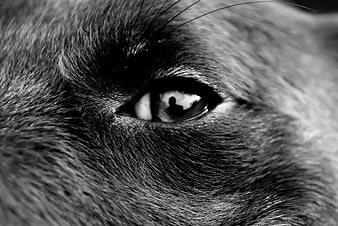 Close-up black and white photo of a cat's eye