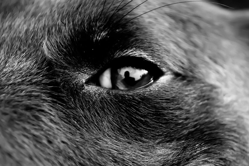 Close-up black and white photo of a cat's eye