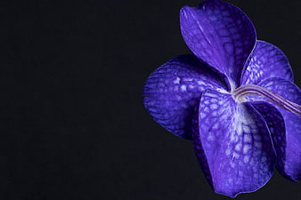Close-up of vibrant purple orchid on dark background
