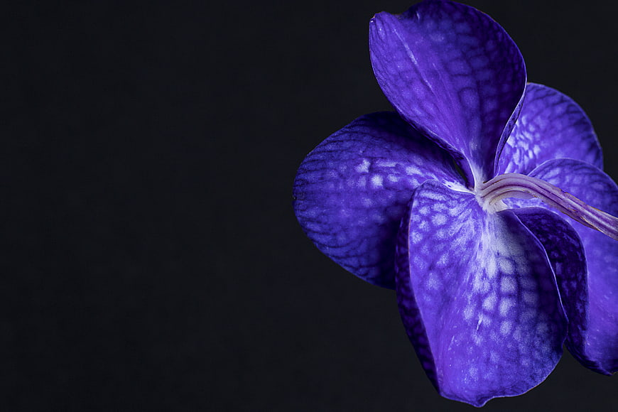 Close-up of vibrant purple orchid on dark background