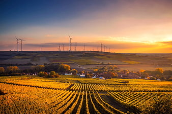 Golden Sunset Over Vineyard Rows with Wind Turbines