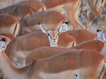 Curious Impala Looking at Camera in Herd