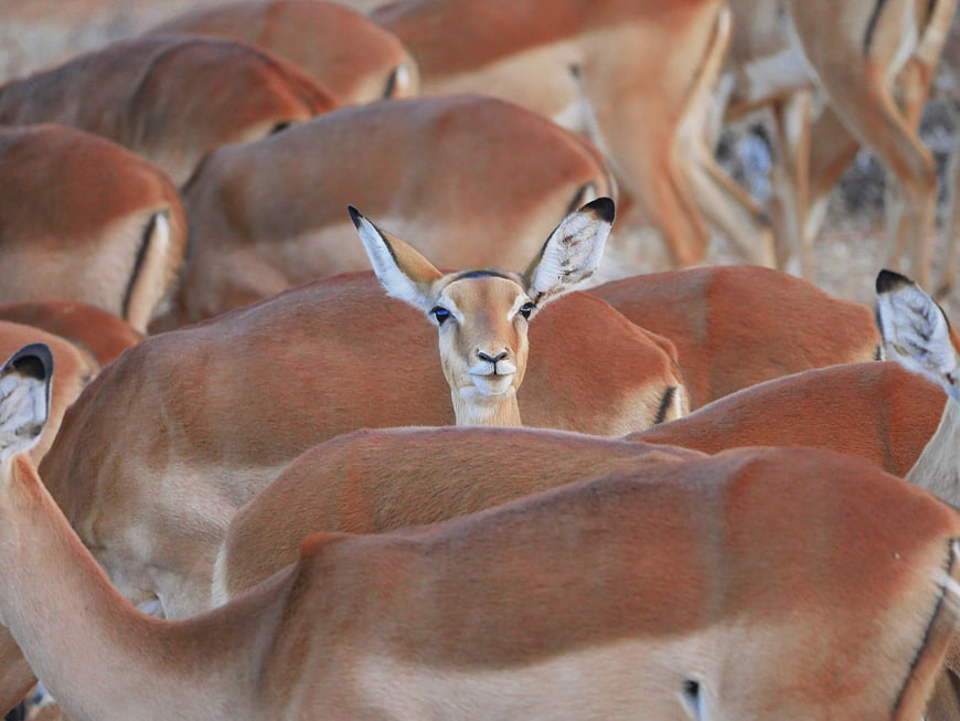 Curious Impala Looking at Camera in Herd