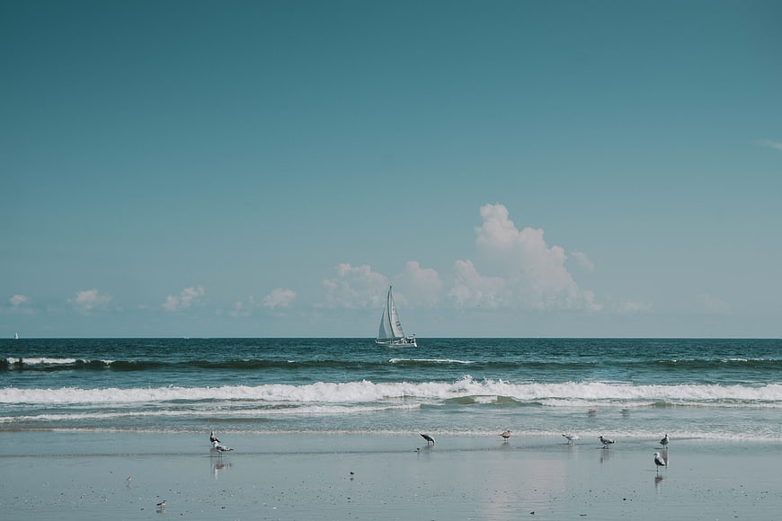 Sailboat on ocean horizon with seagulls on sandy beach