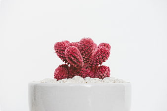 Red Cactus in White Pot on White Background