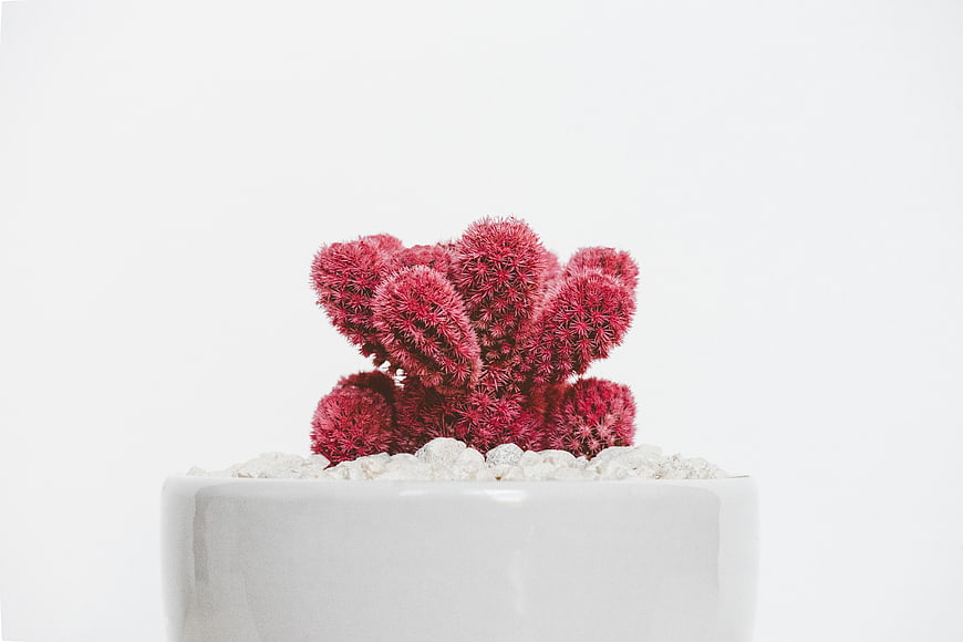 Red Cactus in White Pot on White Background