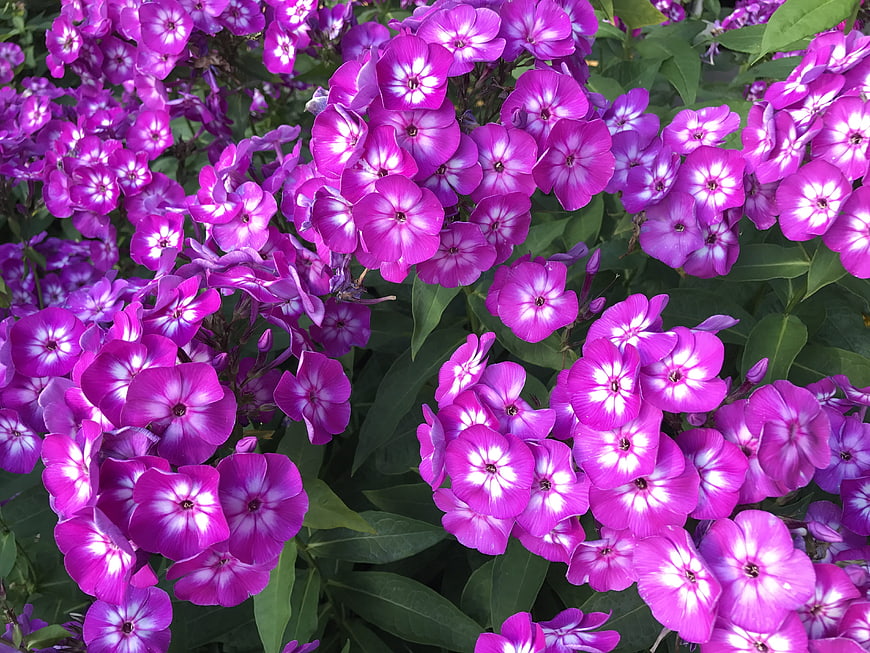 Vibrant purple phlox flowers with white star centers