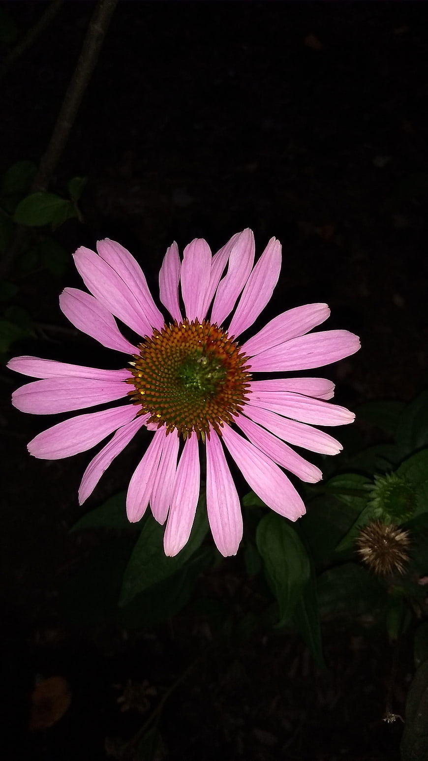 Pink Coneflower Bloom Against Dark Background