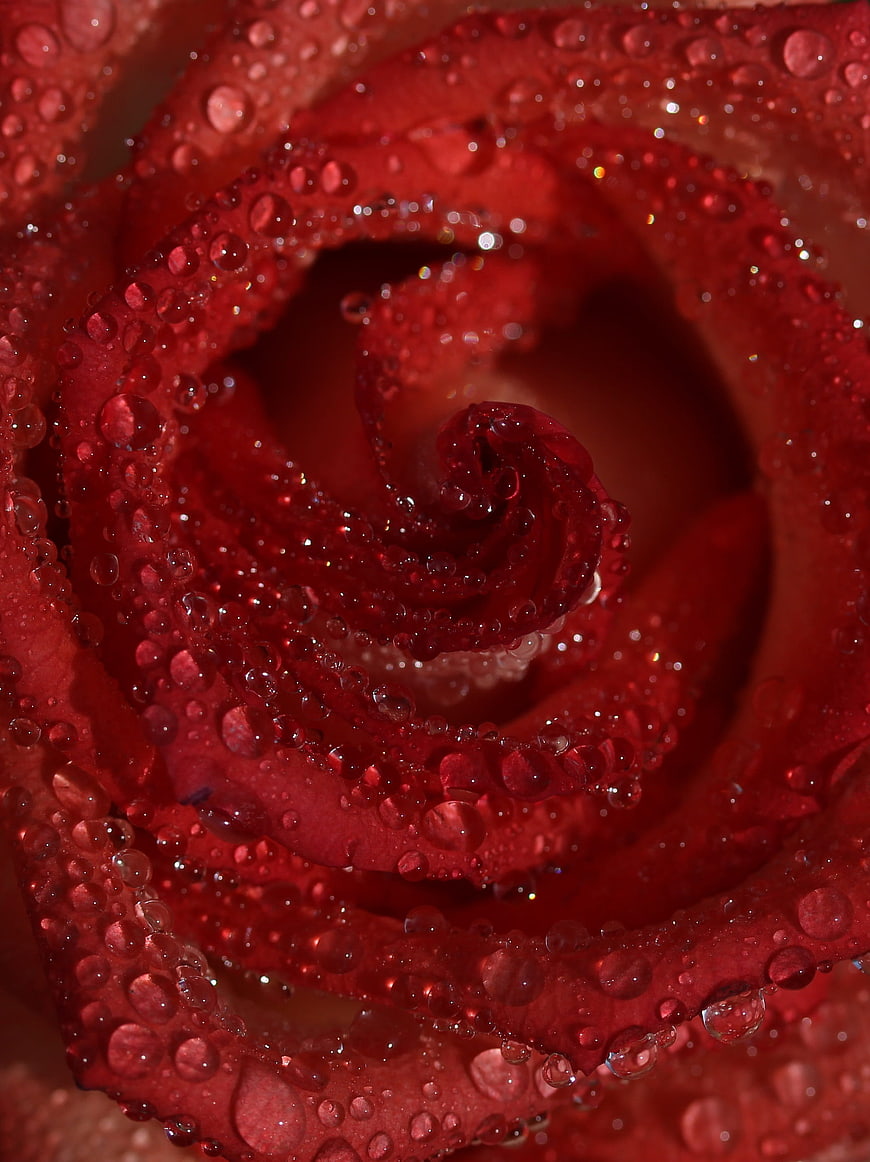 Close-up of a red rose with water droplets