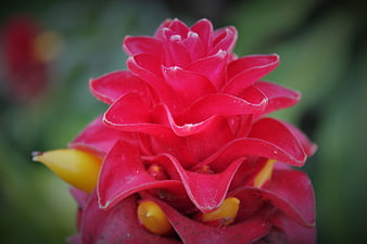 Close-up of vibrant red and yellow exotic flower bloom