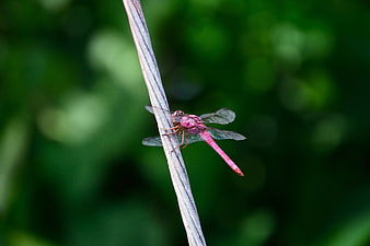 Pink Dragonfly Perched on a Stem Against Green Background