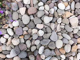 Top view of smooth gray river stones with purple flowers