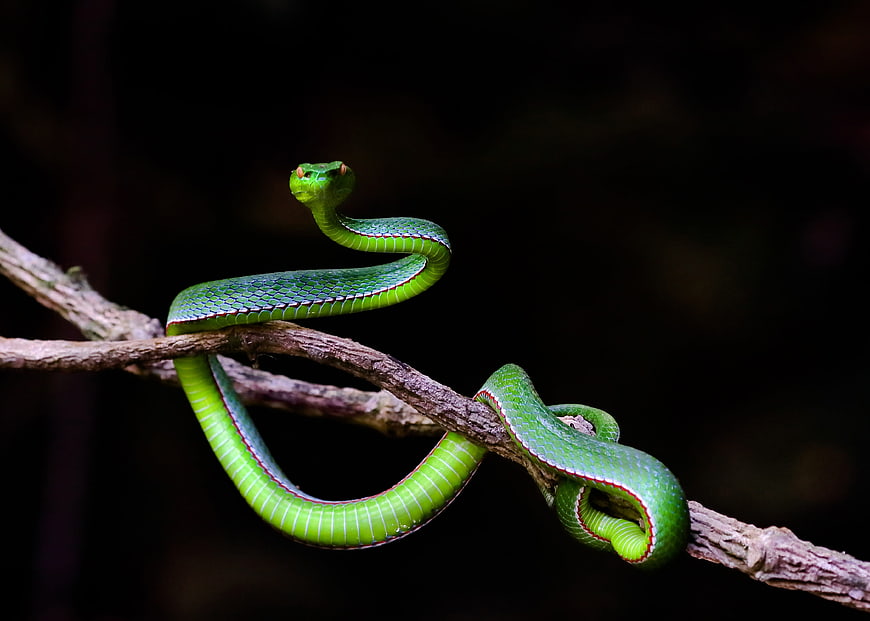 Vibrant Green Pit Viper Coiled On A Branch In A Dark Forest