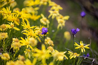 Yellow and purple wildflowers in a meadow close-up