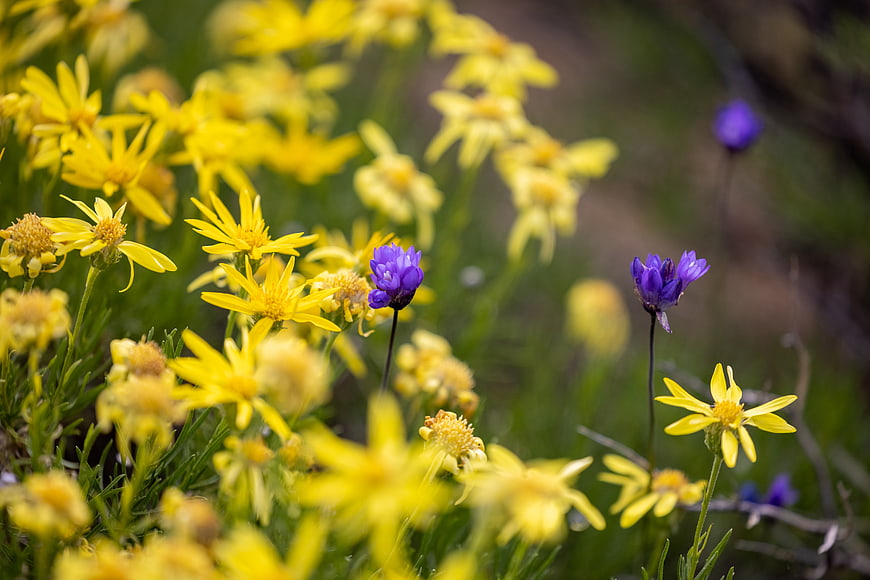 Yellow and purple wildflowers in a meadow close-up