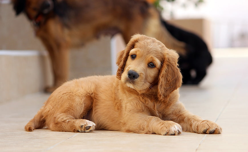 Golden Cocker Spaniel Puppy Lying On Tile Floor