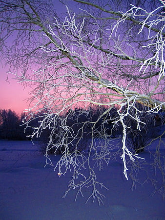 Frosted Tree Branches Against Pink and Purple Winter Sunset