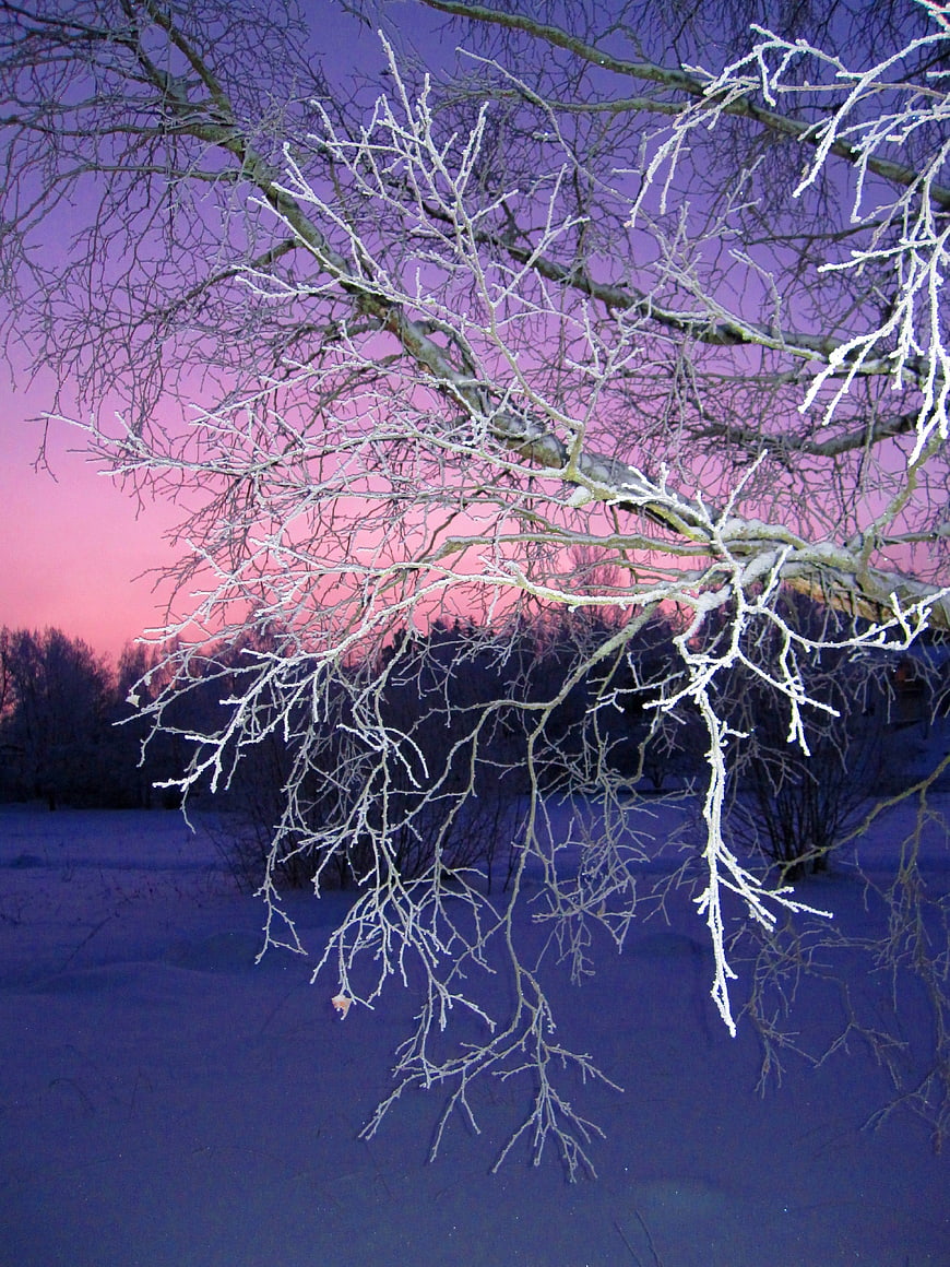 Frosted Tree Branches Against Pink and Purple Winter Sunset