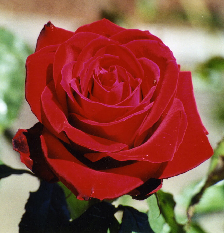 Close-up of a vibrant red rose in full bloom
