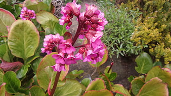 Close-up of vibrant pink Bergenia flowers with green leaves