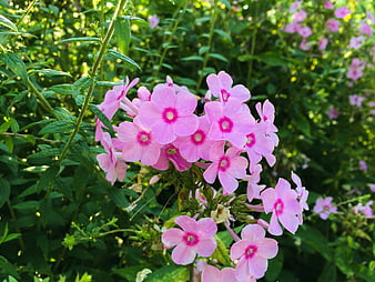Vibrant Pink Phlox Flowers in a Sunlit Garden