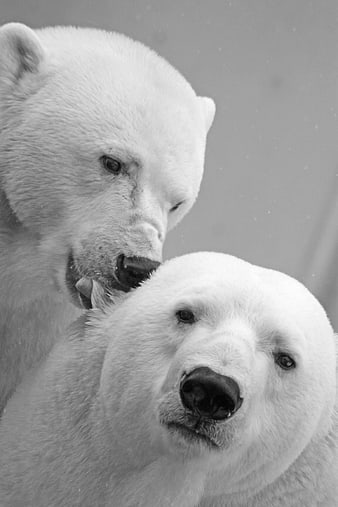 Black and White Close-Up of Two Polar Bears