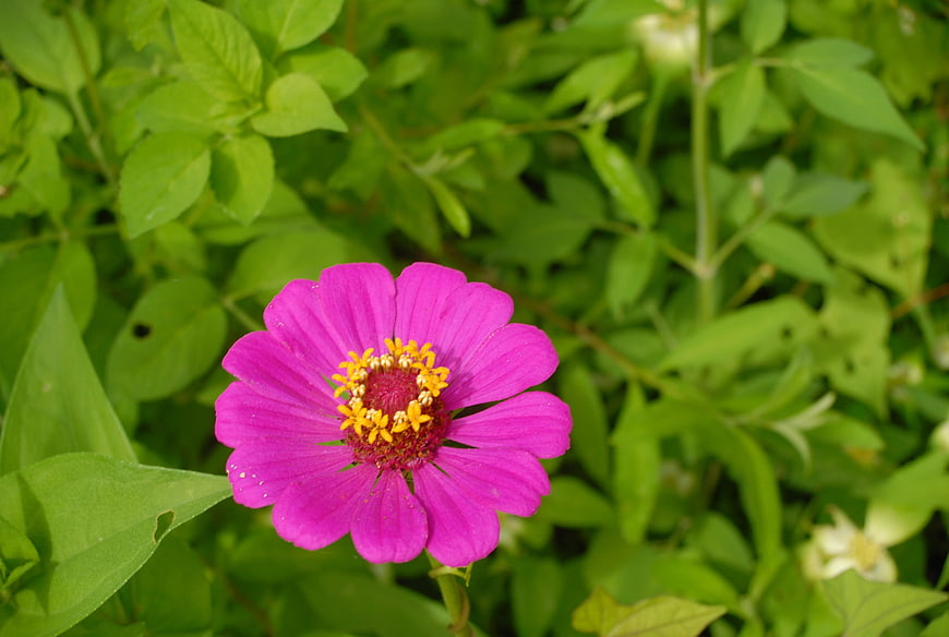 Vibrant Pink Zinnia Flower with Yellow Center in Green Garden