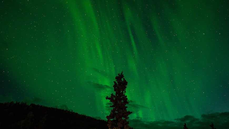 Vibrant Green Aurora Borealis Over Silhouetted Pine Tree