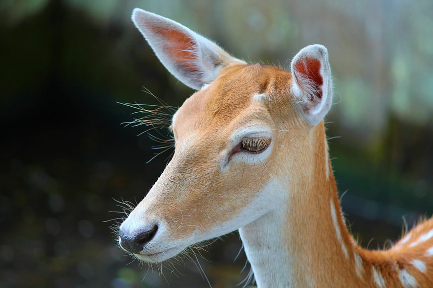 Close-up portrait of a spotted deer in a forest