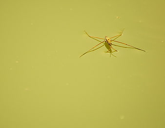 Water Strider Insect Floating on Green Pond Surface