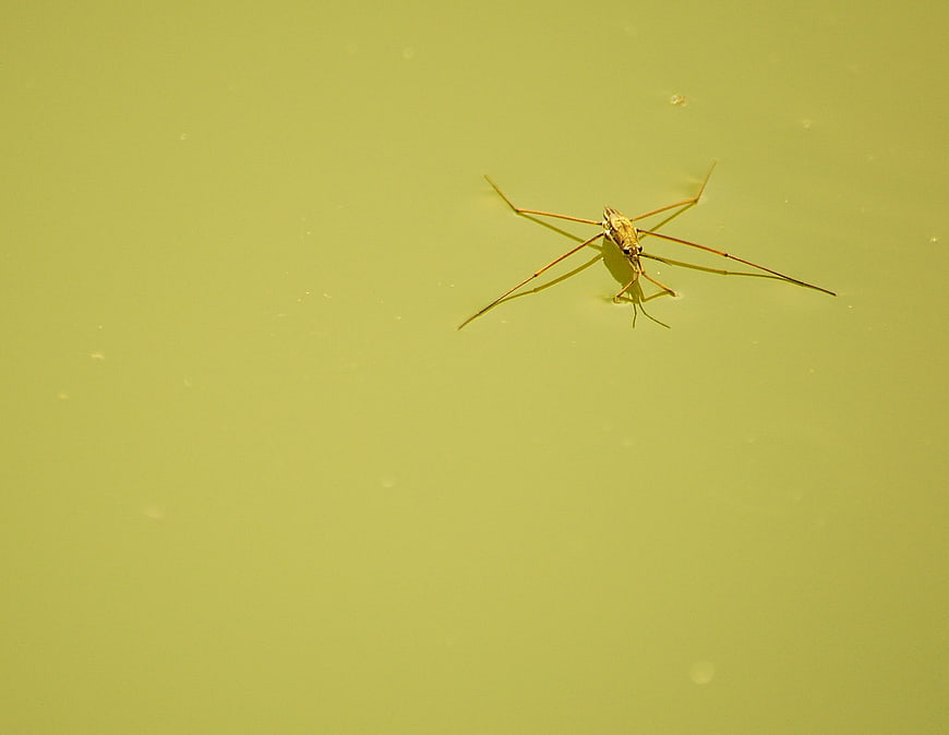 Water Strider Insect Floating on Green Pond Surface