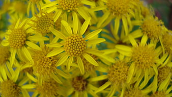 Close-up of vibrant yellow ragwort flowers in bloom
