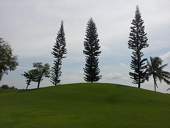 Tall pine trees on a green grassy hill against cloudy sky
