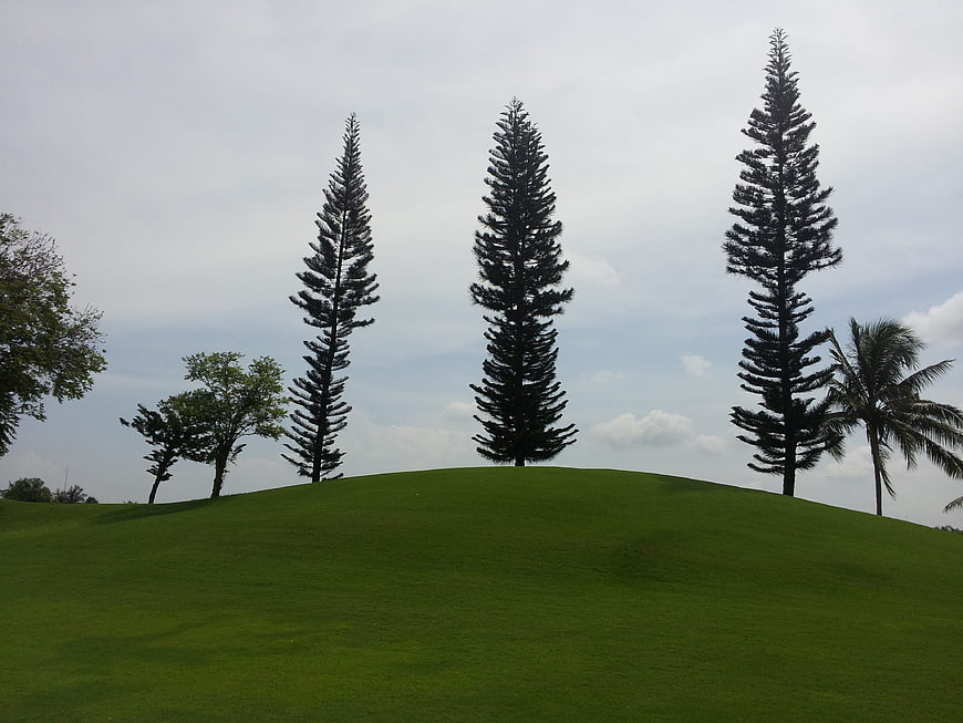 Tall pine trees on a green grassy hill against cloudy sky